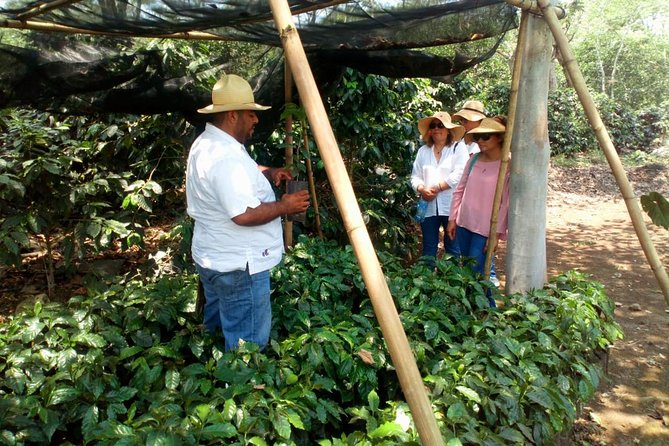 Enjoy the Coffee Route in Coatepec Magical Town - Immerse Yourself in the Coffee Cultivation Process