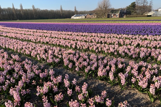 Enjoy the Tulip Fields by Bicycle With a Local Guide! Tulip Bike Tour! - Directions