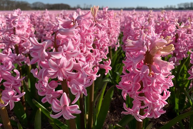 Enjoy the Tulip Fields by Bicycle With a Local Guide! Tulip Bike Tour! - Common Questions