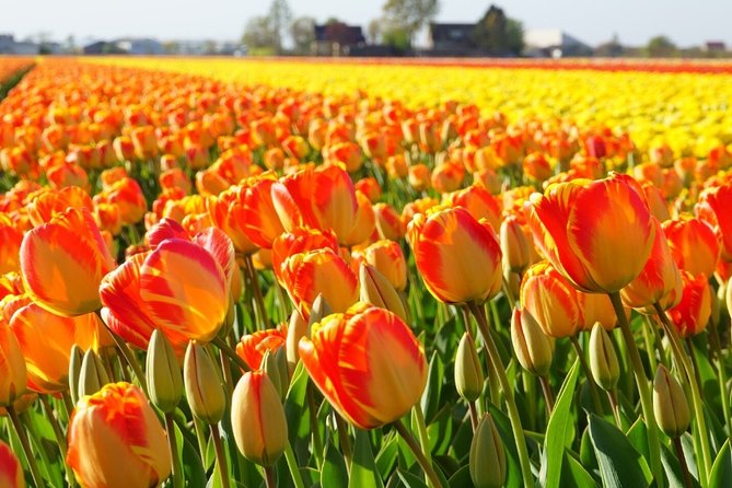 Enjoy the Tulip Fields by Bicycle With a Local Guide! Tulip Bike Tour! - The Sum Up