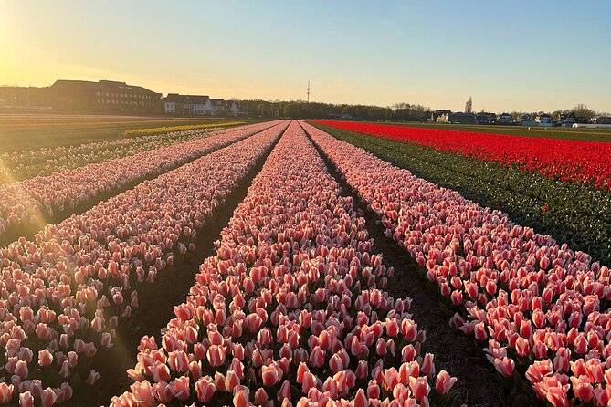 Enjoy the Tulips in a Landrover With a Local Guide - End Point