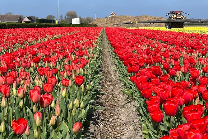 Enjoy the Tulips in a Landrover With a Local Guide - Cancellation Policy
