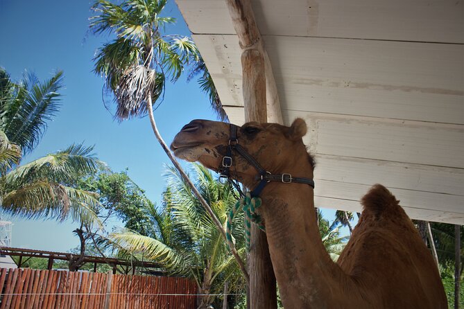 ENJOY UNIQUE CAMEL RIDE in Puerto Morelos With Transportation - Traveler Photos and Reviews