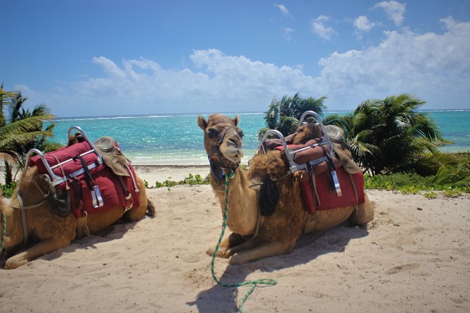 ENJOY UNIQUE CAMEL RIDE in Puerto Morelos With Transportation - Customer Feedback and Experiences