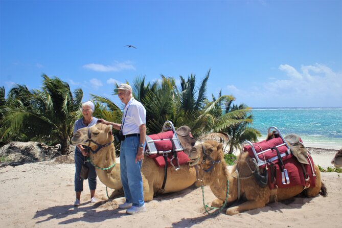 ENJOY UNIQUE CAMEL RIDE in Puerto Morelos With Transportation - The Sum Up