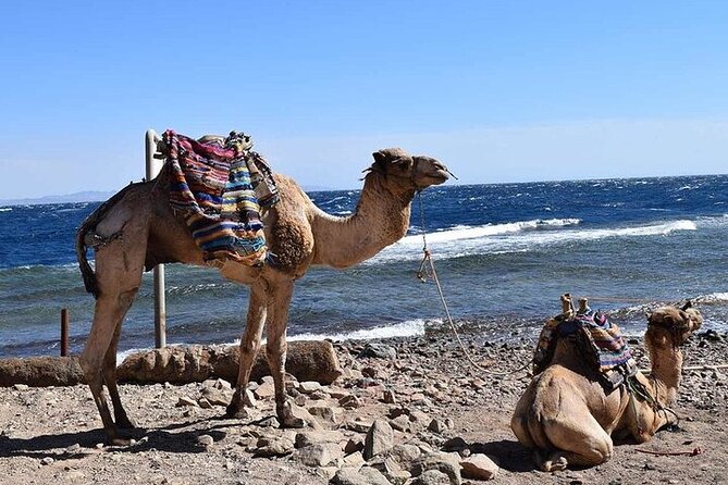Enjoy With 1 - Hour Camel Ride With Transportation in Hurghada - Duration and Location