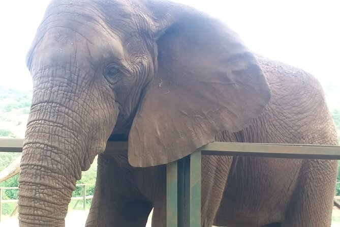 Enlightening Elephants And Monkeys Sanctuary Guided Day Tour - Overview and Location