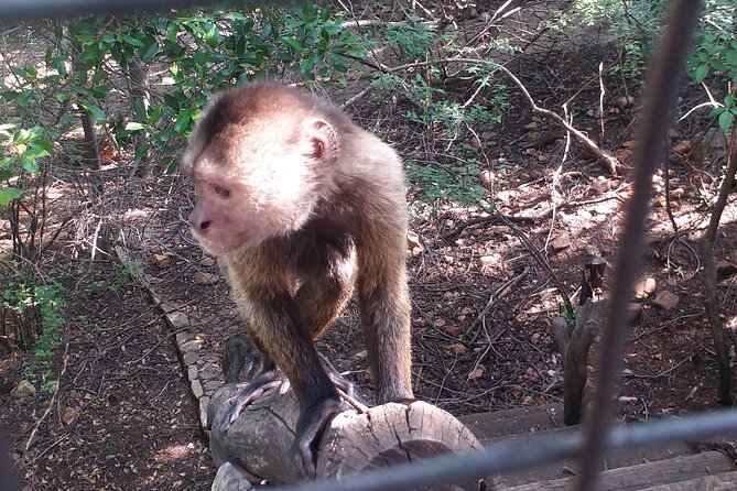 Enlightening Elephants And Monkeys Sanctuary Guided Day Tour - What To Expect