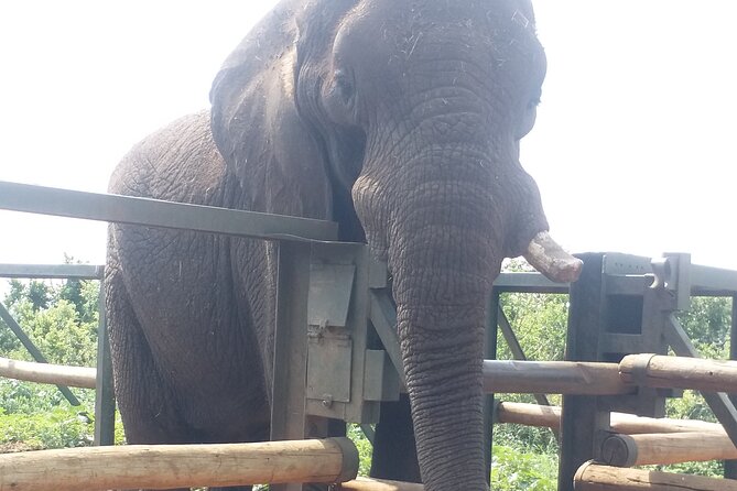 Enlightening Elephants And Monkeys Sanctuary Guided Day Tour - Additional Information and Cancellation Policy