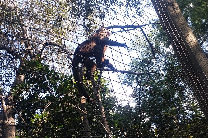 Enlightening Elephants And Monkeys Sanctuary Guided Day Tour - Tips for a Memorable Experience