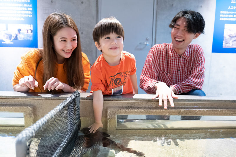 Enoshima Aquarium Ticket in Fujisawa - The dolphin show and an important ethical question