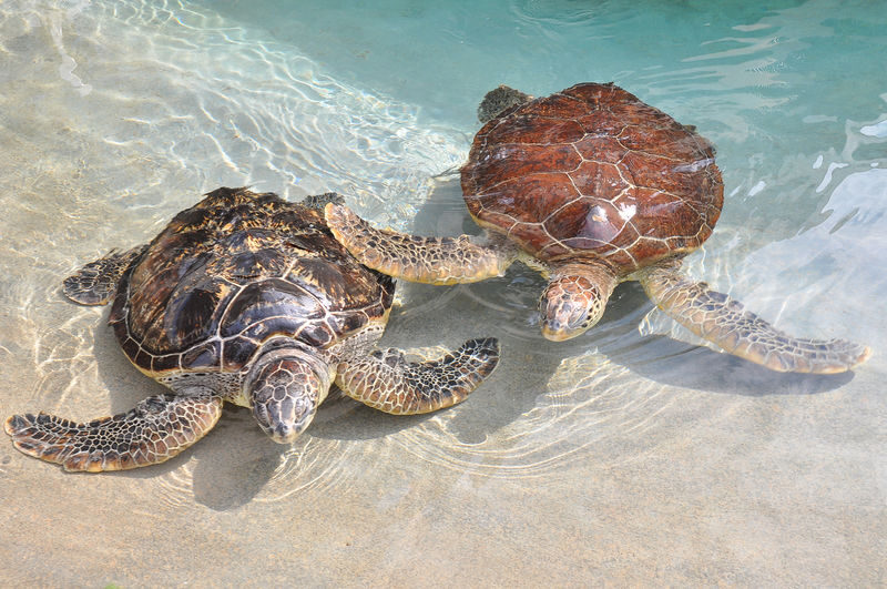 Enoshima Aquarium Ticket in Fujisawa - Is the ticket good value?