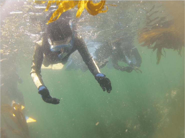 Ensenada: Bahia De Arbolitos Snorkeling Tour With Lunch - Good To Know