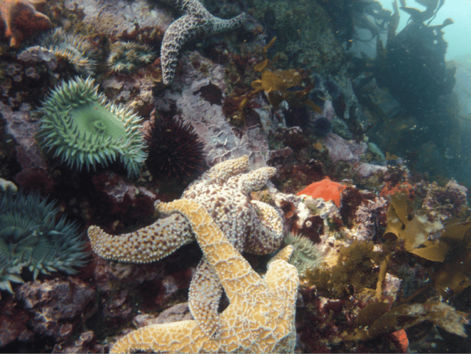 Ensenada: Bahia De Arbolitos Snorkeling Tour With Lunch - Preparation and Restrictions