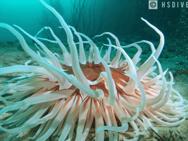 Ensenada: Bahia De Arbolitos Snorkeling Tour With Lunch - Post-Tour Lunch