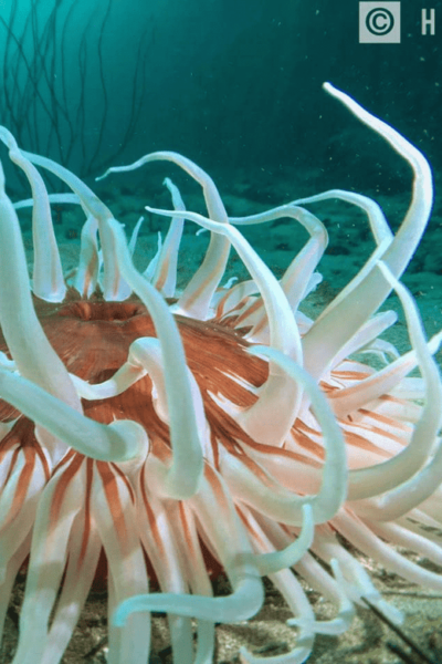 Ensenada: Bahia De Arbolitos Snorkeling Tour With Lunch - Frequently Asked Questions