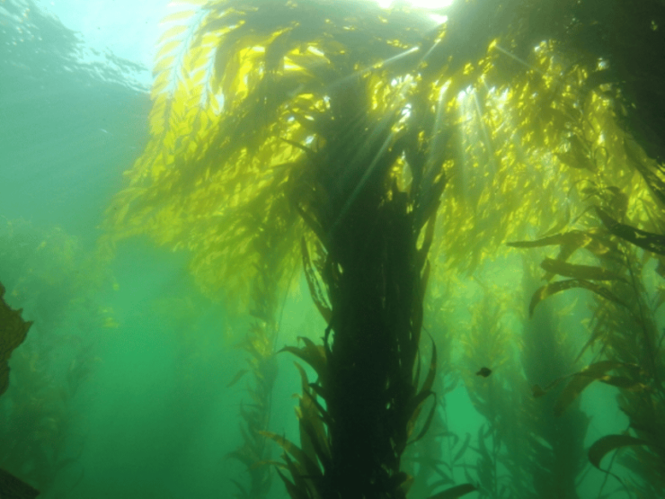 Ensenada: Guided Two-Tank Dive at Arbolitos Dive Park - Good To Know