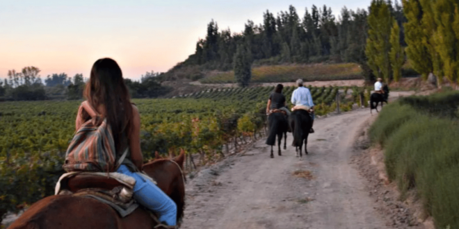 Ensenada: Horseback Riding at the Vineyards - Booking Information