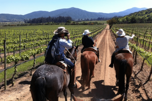 Ensenada: Horseback Riding at the Vineyards - What to Expect