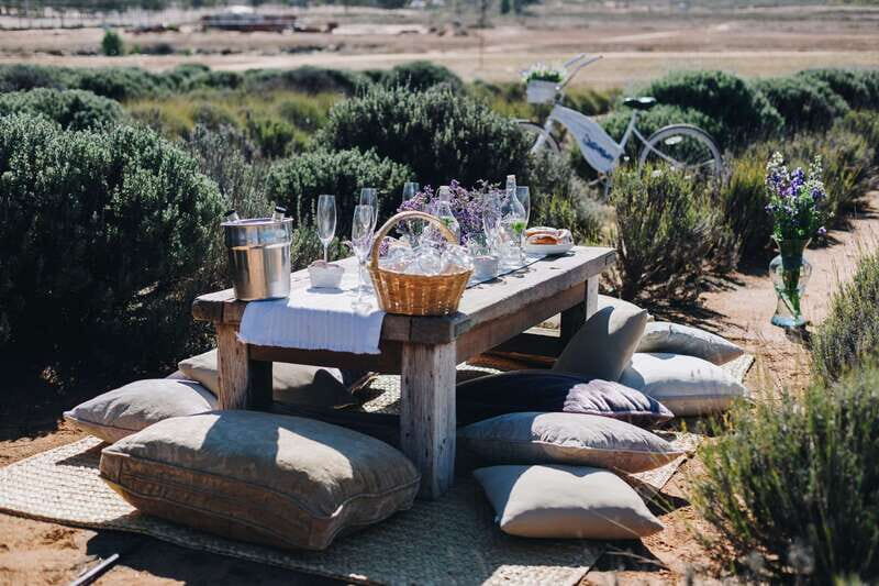 Ensenada: Picnic in Lavender Fields at Aires de Lavanda - Who Would Love This Tour?