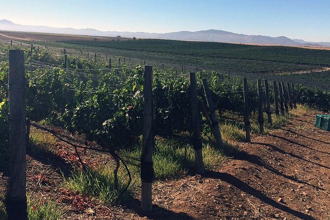 Ensenada Shore Excursion: Wine and Cheese Tour With Lunch in Ojos Negros Valley - The Sum Up