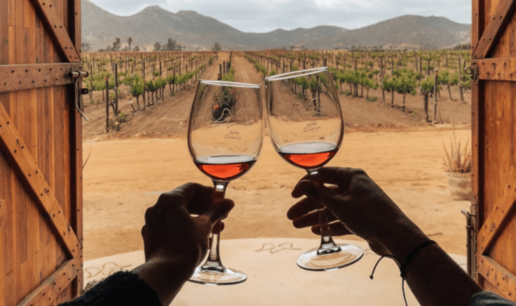 Ensenada: Valle De Guadalupe Wine Tasting Tour - Experience Highlights