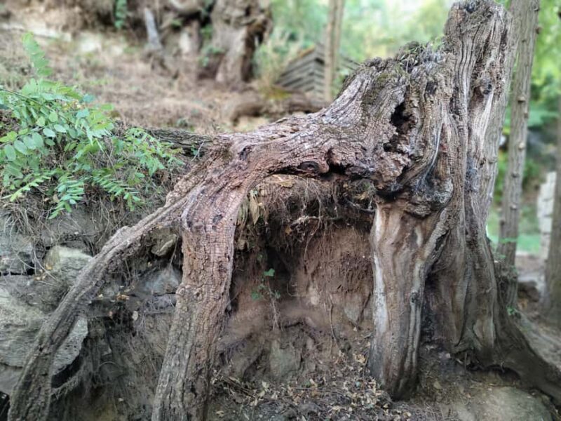 Enter the painting, touch the roots and go back in time ! - Who Should Consider This Tour