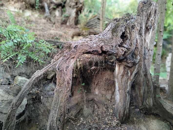 Enter the Painting, Touch the Roots and Go Back in Time ! - Key Points