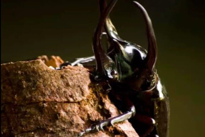 Entopia Butterfly and Nature Discovery Park Entry Ticket Penang - FAQ