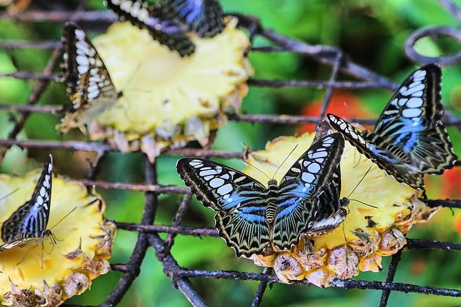 Entopia Butterfly Farm & Tropical Spice Garden Tour - Inclusions and Exclusions