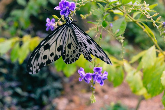 Entopia Butterfly Farm & Tropical Spice Garden Tour - Pricing Information