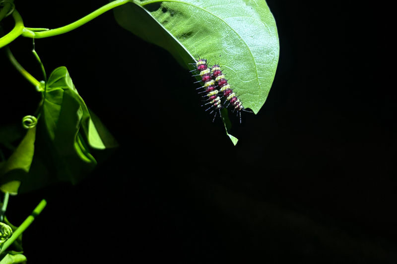 Entopia by Penang Butterfly Farm Ticket - Get there from George Town or Batu Ferringhi