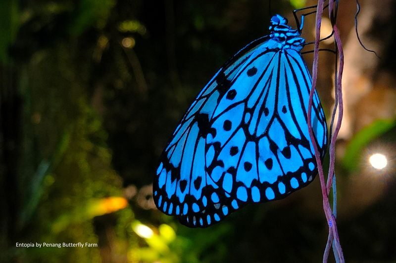 Entopia by Penang Butterfly Farm Ticket - Is Entopia worth booking?