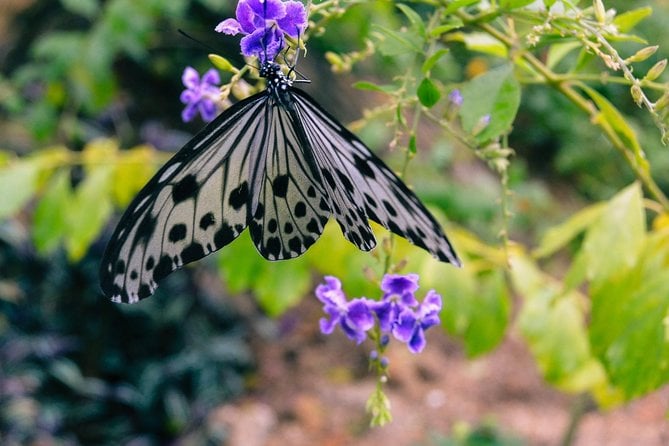 Entopia Penang Butterfly Farm Admission Ticket - Frequently Asked Questions