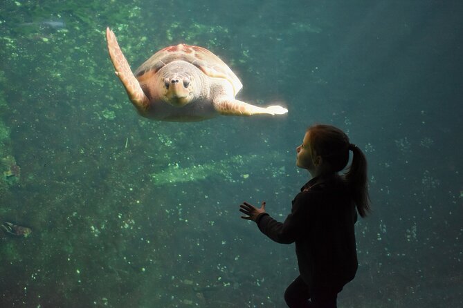 Entrance Ticket Nausicaa, the Biggest Aquarium in Europe - Booking and Ticket Information