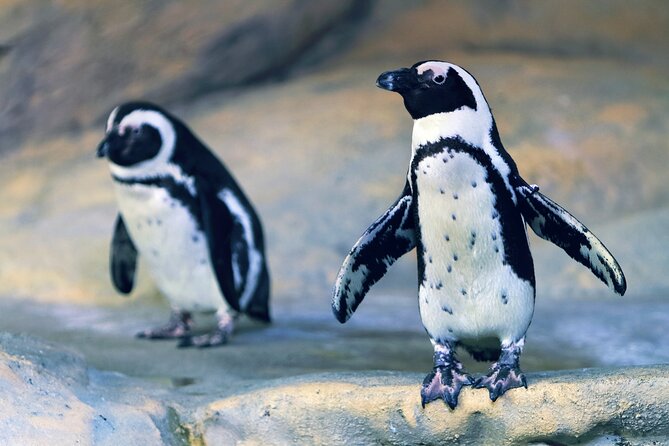 Entrance Ticket Nausicaa, the Biggest Aquarium in Europe - Traveler Photos and Reviews