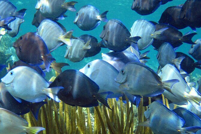 Entry Level PADI Course Discovery Scuba Dive - Good To Know