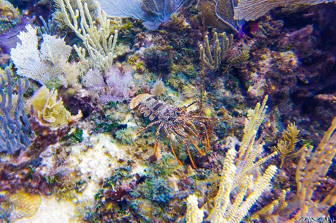 Entry Level PADI Course Discovery Scuba Dive - Starting Point: Puerto Aventuras, a Diver’s Paradise