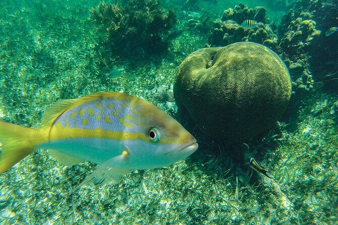 Entry Level PADI Course Discovery Scuba Dive - Authentic Underwater Encounters