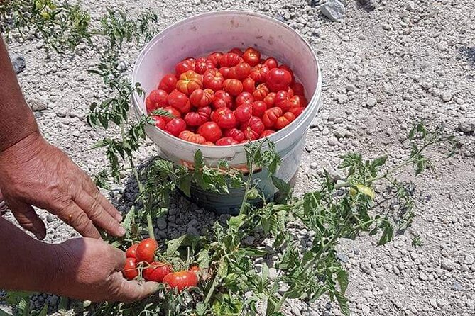 Entry Pass to the Unexplored Culture of Santorini - Music and Dance