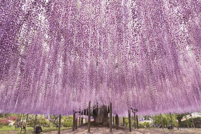Entry Ticket to Ashikaga Flower Park in Japan - Additional Information