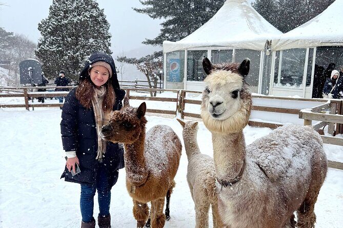 Eobi Ice Valley Nami Island and Alpaca World Tour from Seoul - Good To Know