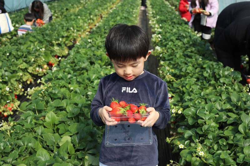 Eobi Ice Valley/ Snow Sledding/ Lighting Festival/ Strawberry/ Nami - Eobi Ice Valley: impressive when the cold cooperates