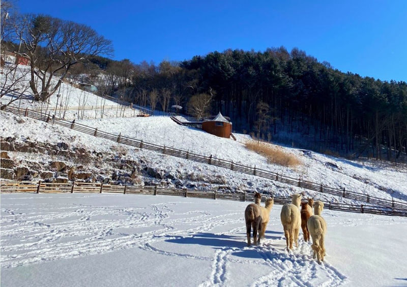 Eobi Ice Valley/ Snow Sledding/ Lighting Festival/ Strawberry/ Nami - Add animals, berries or a sledding run