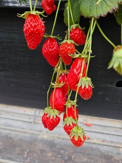 Eobi Ice With Snow Sledding & Strawberry Picking Day Tour - Contact and Support Details