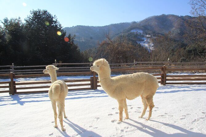 Eobi Valley, Alpaca World, Nami Island, Railbike/Garden fr Seoul - A Day Full of Highlights and Natural Beauty