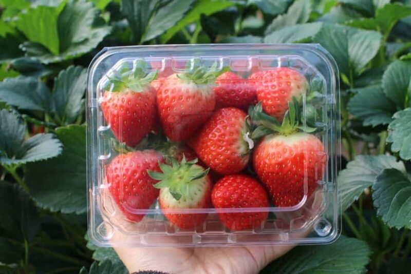 Eobi Valley, Sledding, Strawberry Picking, and Sheep Ranch - The Sum Up