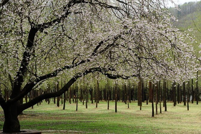 Eobi+Nami+Hanbok Tour with Rail Bike or Strawberry Option - An In-Depth Look at the Tour Experience