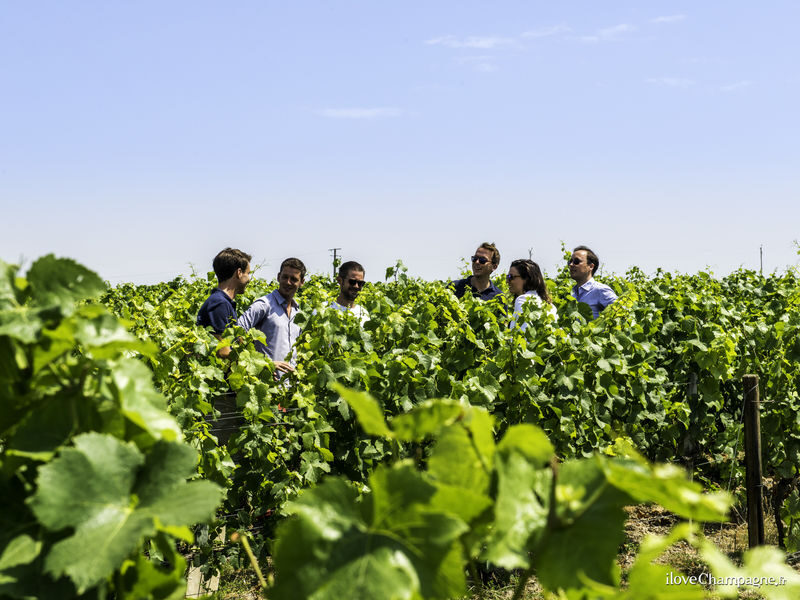 Epernay and Family Growers Afternoon Tour from Reims - How the pace and price add up