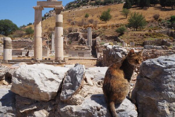 Ephesus: Half-Day Tour From Kusadasi or İIZMIR - Key Monuments to Visit